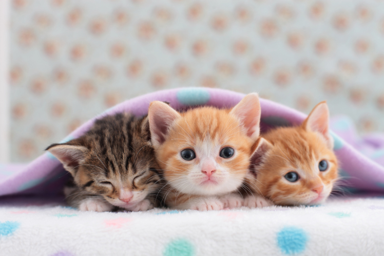 Tre kattungar under en filt. Den längst till vänster är grårandig och blundar, de andra två är rödvita och tittar upp.